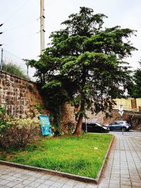 Trees and plants growing outside building