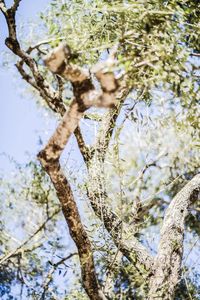 Low angle view of trees