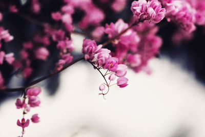 Close-up of pink cherry blossoms