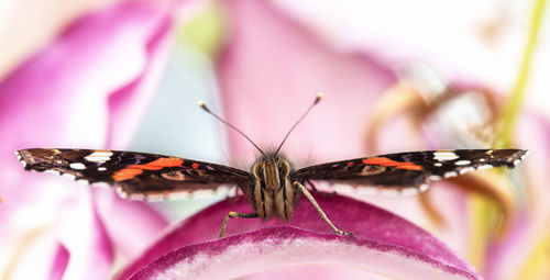 Close-up of butterfly pollinating on pink flower