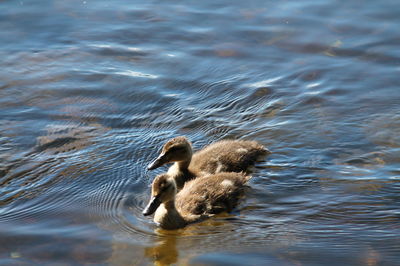 Ducks swimming in lake