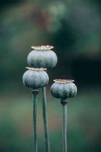 Close-up of poppy buds