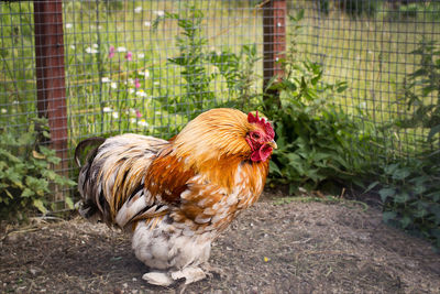 Side view of rooster