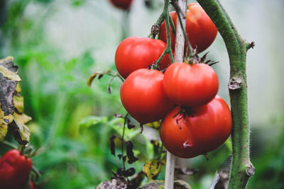 Close-up of tomatoes growing on tree