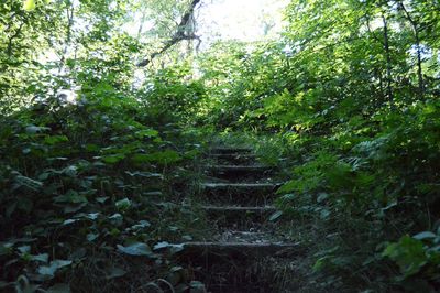 Plants growing in forest