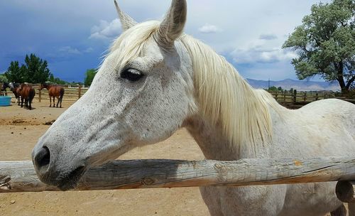 Close-up of horse in ranch