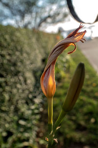Close-up of orange lily on plant