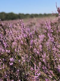 Close-up of purple flowering plants on field