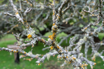 Close-up of frozen flower tree