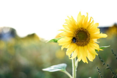 Close-up of insect on yellow flower