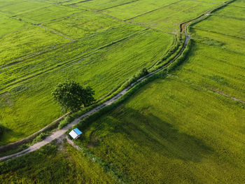 High angle view of agricultural field