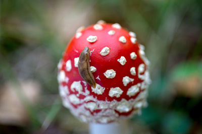 Close-up of fly agaric mushroom on field