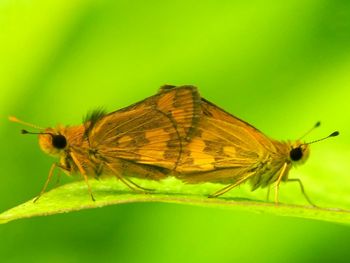 Close-up of butterfly perching on leaf