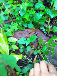 Close-up of hand feeding on plant