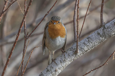 Close-up of bird perching on branch