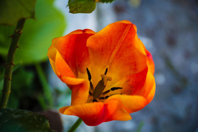 Close-up of orange rose flower