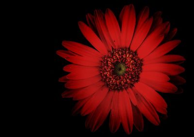 Close-up of red flower over black background