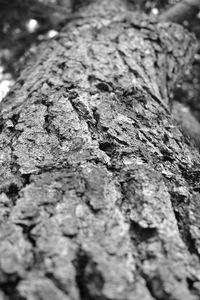 Close-up of tree trunk