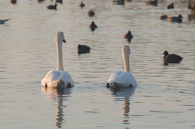 Swans swimming on lake