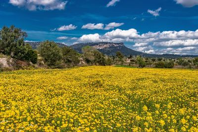 Scenic view of oilseed rape field against cloudy sky