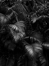 Black and white palm leaf