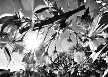 Low angle view of leaves on tree