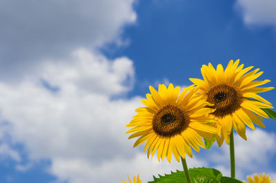 Close-up of yellow sunflower against sky