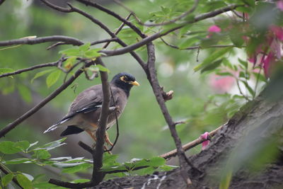 Bird perching on a branch