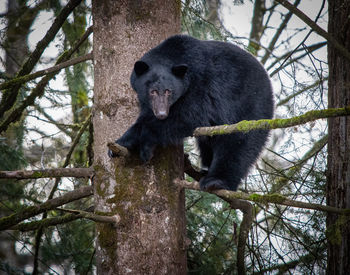 Squirrel on tree in forest