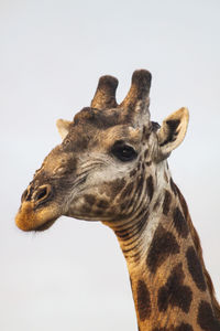 Close-up of giraffe against white background