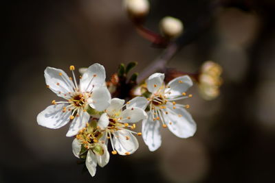 Close-up of blooming tree