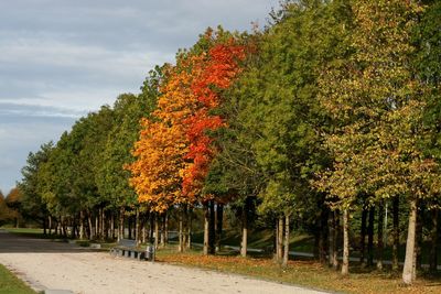 Trees in park during autumn