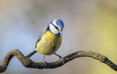 Close-up of bird perching on railing