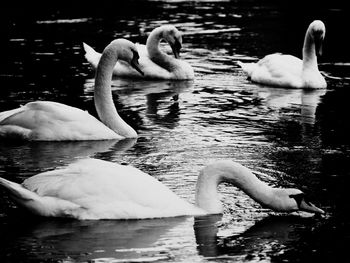 Swans swimming in lake