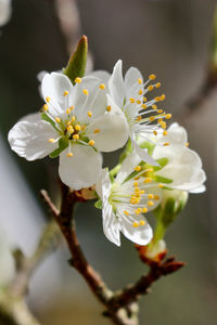 Close-up of white cherry blossom