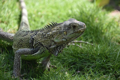 Close-up of iguana on field