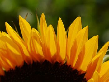 Close-up of yellow flower