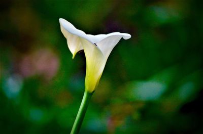 Close-up of white flowering plant