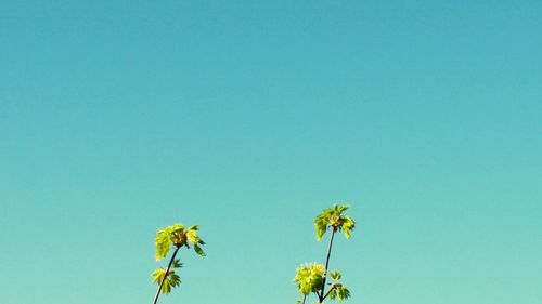 Low angle view of plants against clear blue sky