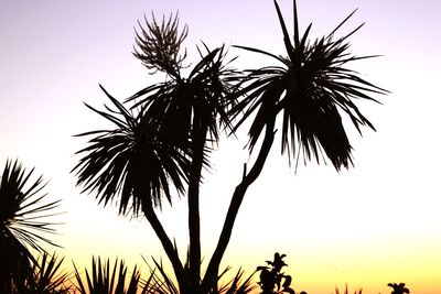 Silhouette palm trees against sky during sunset