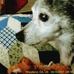 Close-up of dog at home