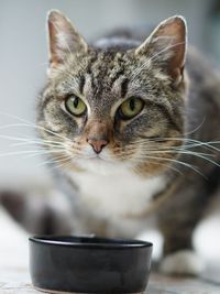 Close-up portrait of a cat drinking glass