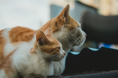 Close-up of a cat