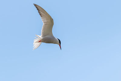 Low angle view of tern hovering in the sky