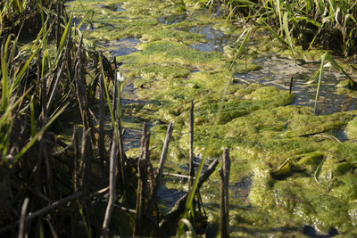 High angle view of plants growing on field