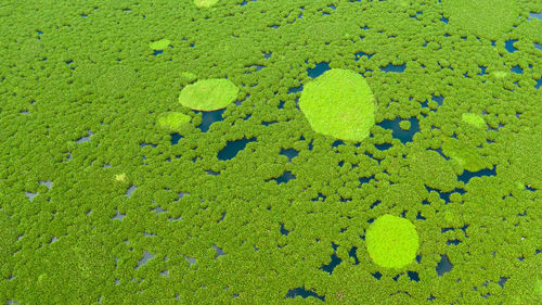 Mangrove trees in the water on a lake baloi. an ecosystem in the philippines, a mangrove forest. 