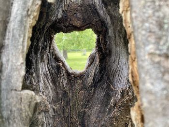 Close-up of tree trunk