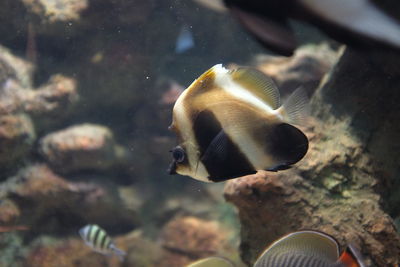 Close-up of fish swimming in sea