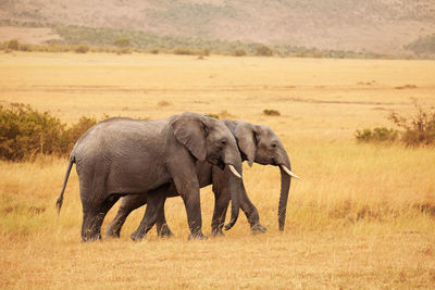 Elephant walking in a farm