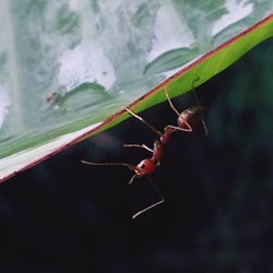 Close-up of insect on leaf